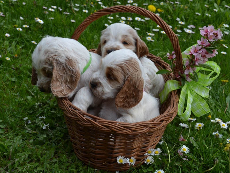 39 - Leo, Lola, Luke.JPG